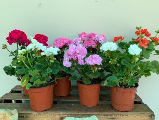 Geranio — Pelargonium spp. 3