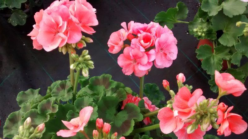 Geranio — Pelargonium spp. 4