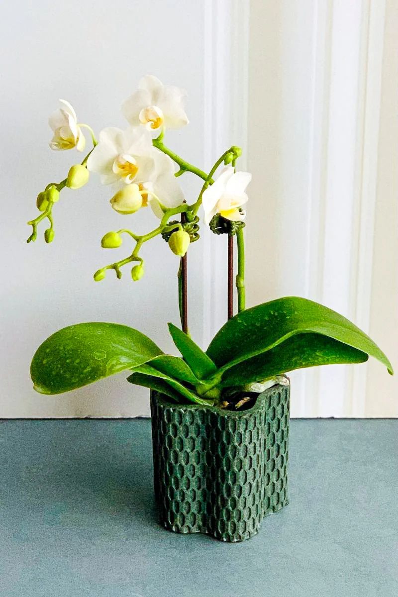Orquídea Phalaenopsis — Phalaenopsis spp. 2