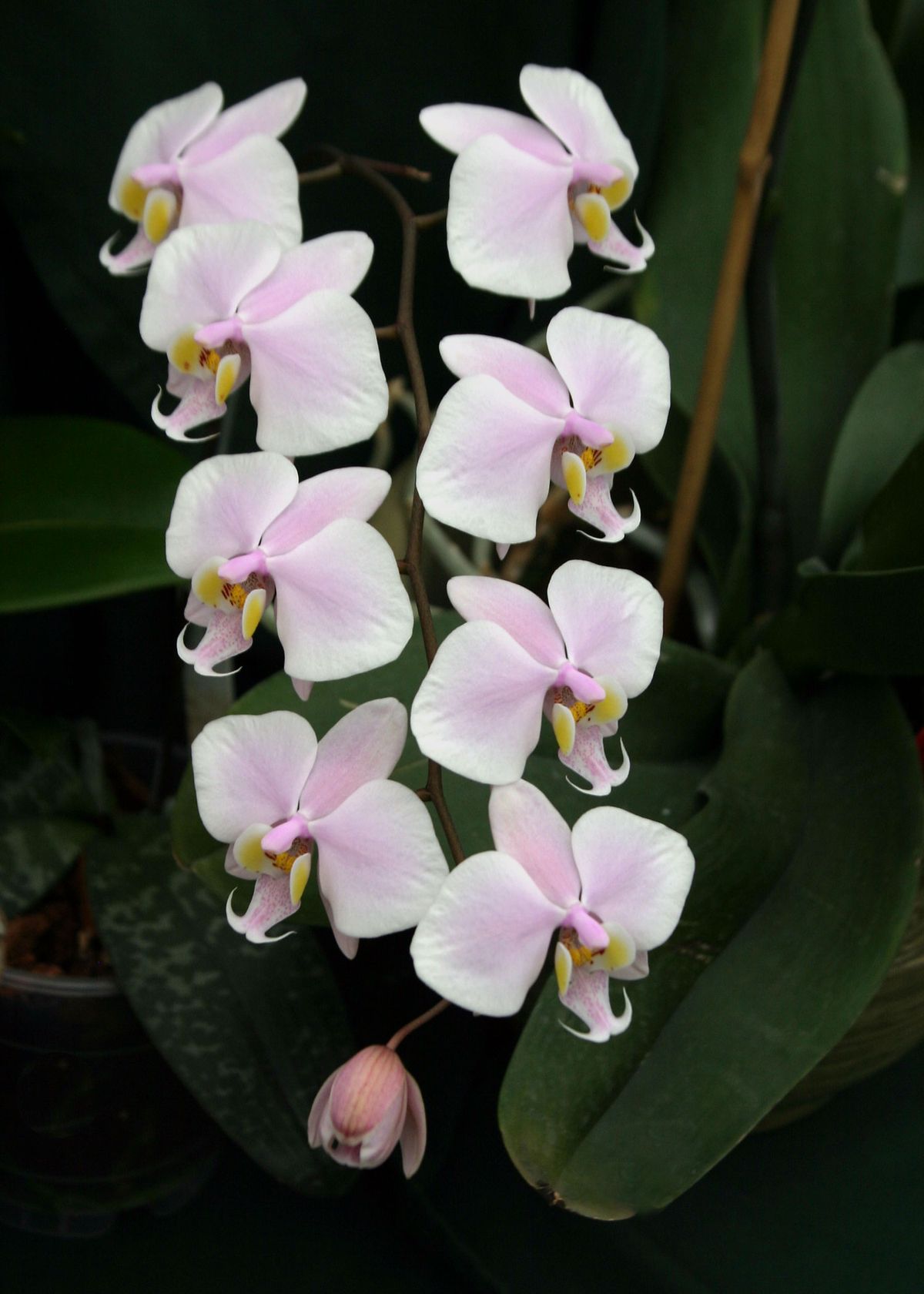 Orquídea Phalaenopsis — Phalaenopsis spp. 4