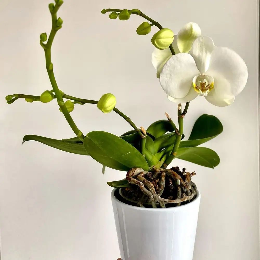 Orquídea Phalaenopsis