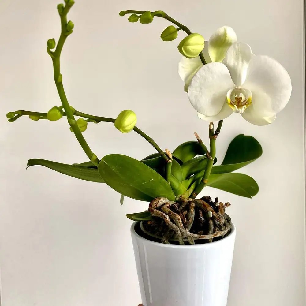 ORQUIDEA PHALEPNOSIS 1 VARA 6