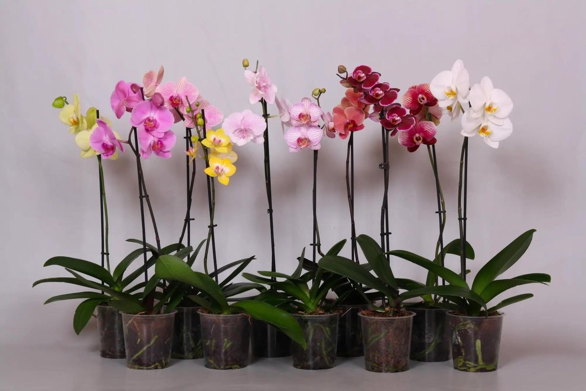 Orquídea Phalaenopsis — Phalaenopsis spp. 3