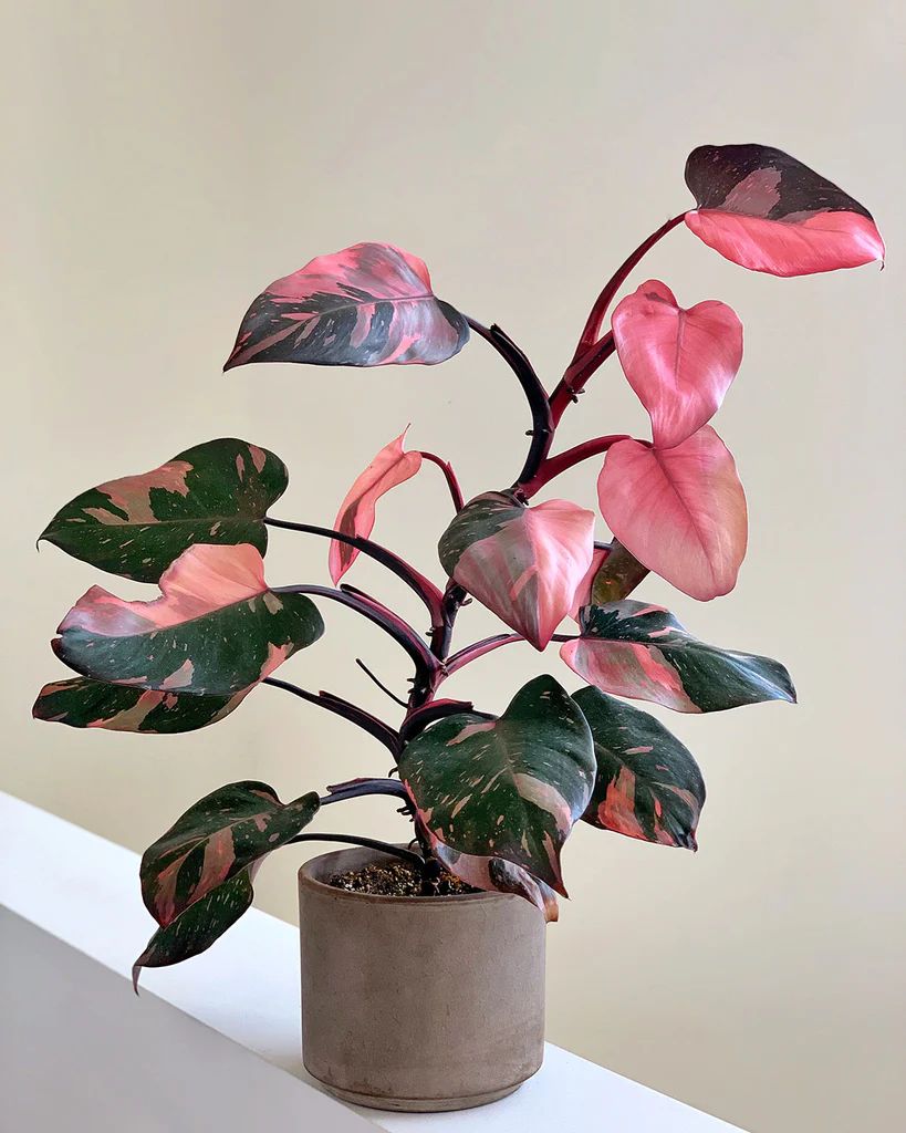 Philodendro Pink Princess — Philodendron erubescens 'Pink Princess' 2