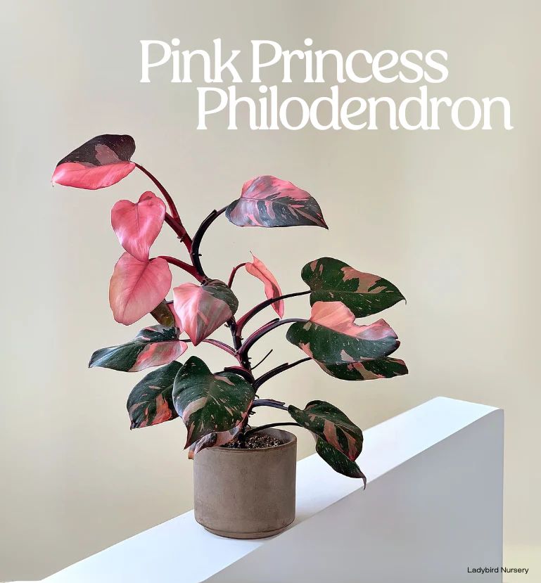 Philodendro Pink Princess — Philodendron erubescens 'Pink Princess' 4