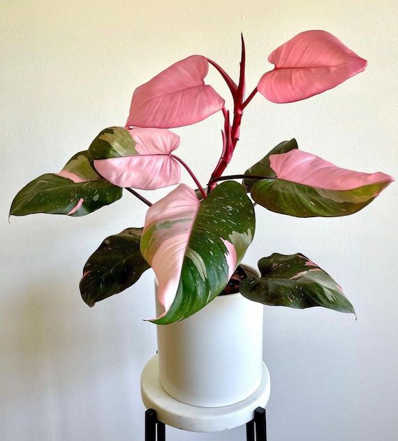 Philodendro Pink Princess — Philodendron erubescens 'Pink Princess' 3