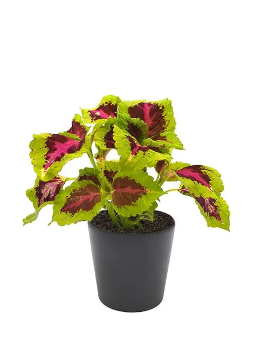 Coleo — Plectranthus scutellarioides