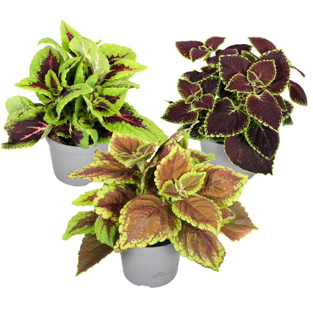 Coleo — Plectranthus scutellarioides 2