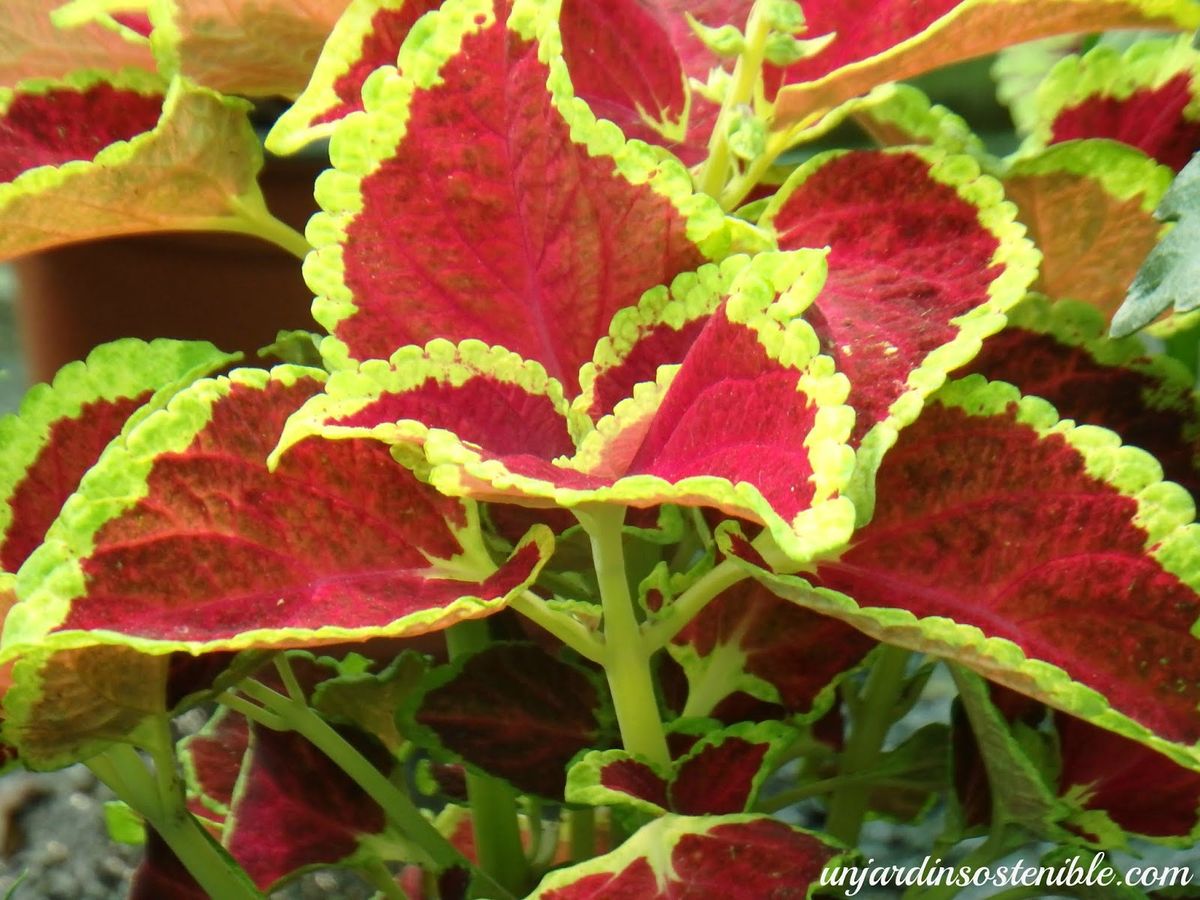 Coleo — Plectranthus scutellarioides 4