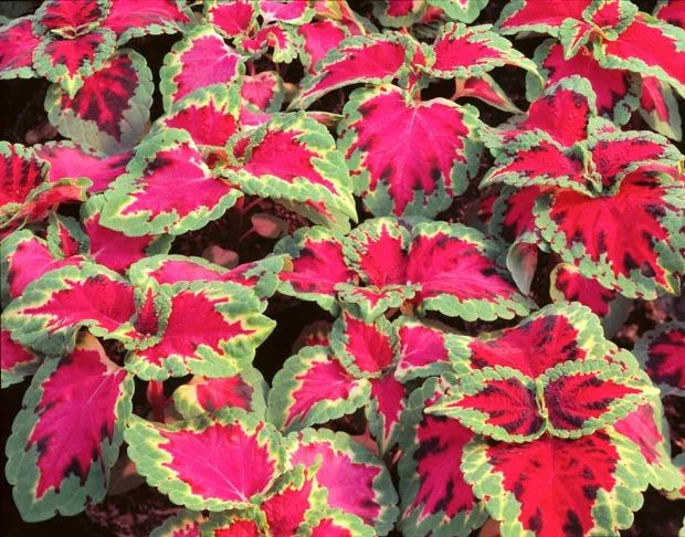Coleo — Plectranthus scutellarioides 3