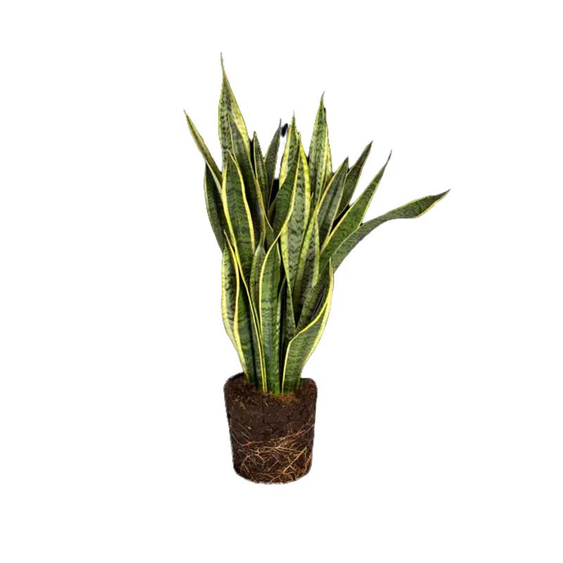 Sansevieria — Sansevieria trifasciata 3