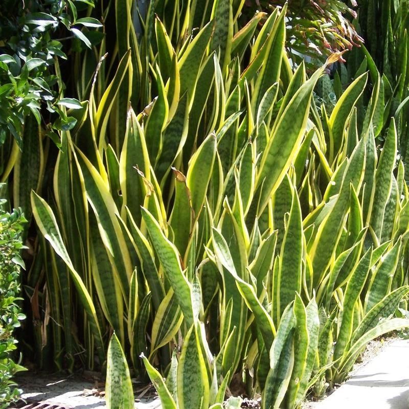 Sansevieria — Sansevieria trifasciata 2