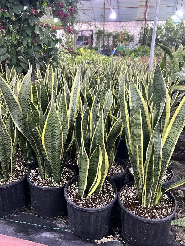 Sansevieria — Sansevieria trifasciata 4