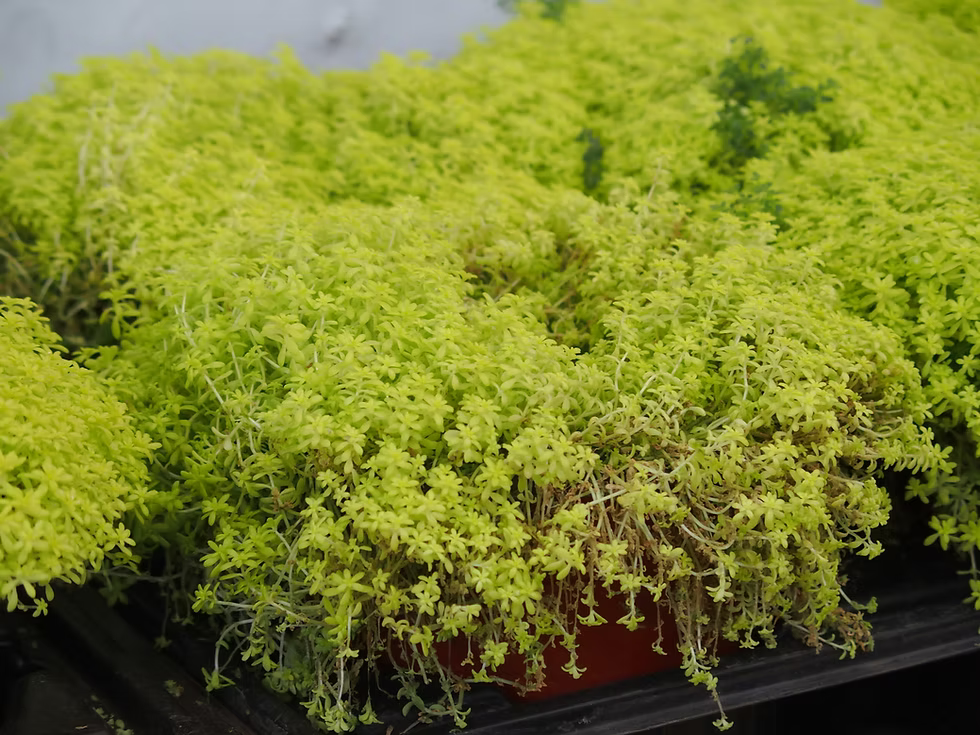 Sedum Nieve — Sedum japonicum 'Tokyo Sun' 4