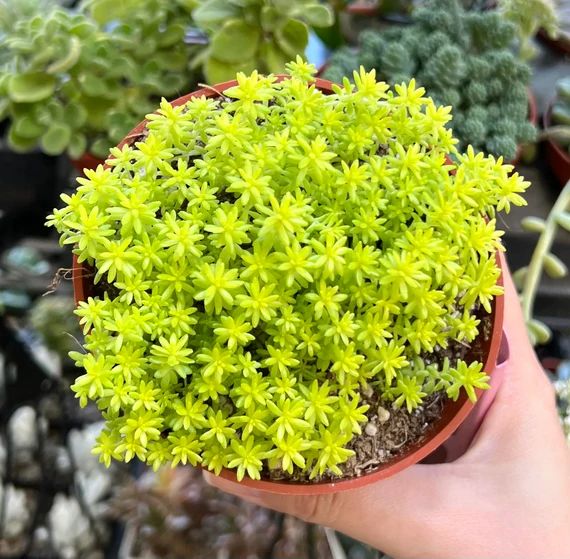 SEDUM NIEVE 6
