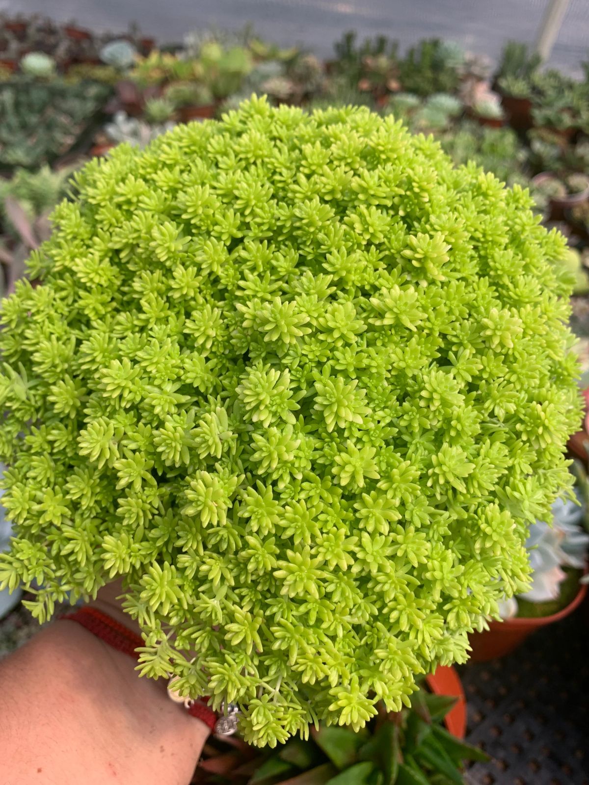 Sedum Nieve — Sedum japonicum 'Tokyo Sun' 2