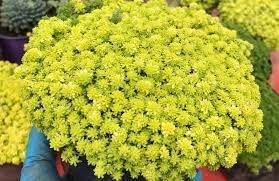 Sedum Nieve — Sedum japonicum 'Tokyo Sun' 3