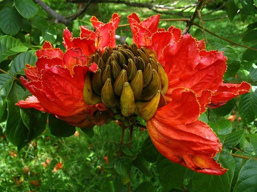 Tulipán africano — Spathodea campanulata