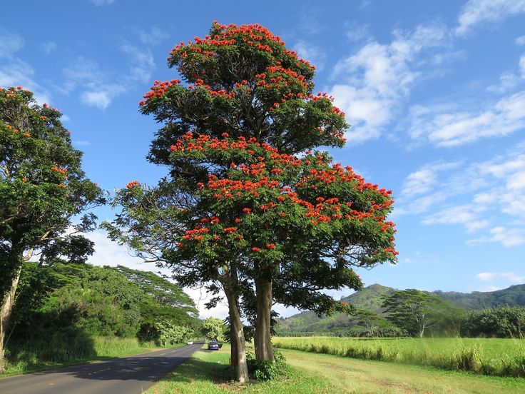 Tulipán africano — Spathodea campanulata 2