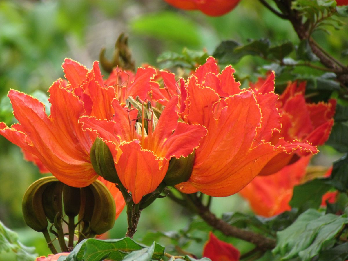 Tulipán africano — Spathodea campanulata 3