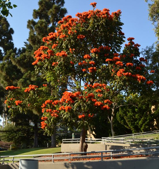 Tulipán africano — Spathodea campanulata 4