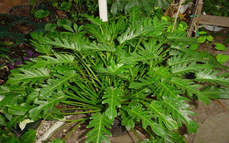 Philodendron Xanadu — Thaumatophyllum xanadu