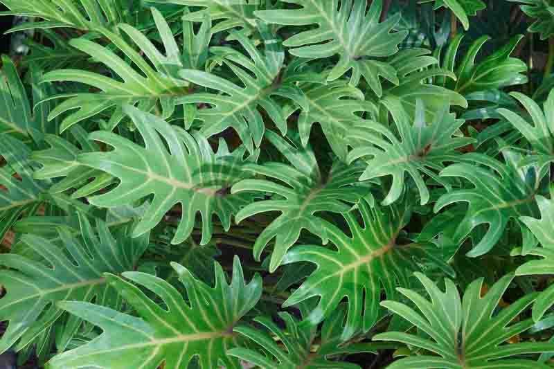 Philodendron Xanadu — Thaumatophyllum xanadu 2