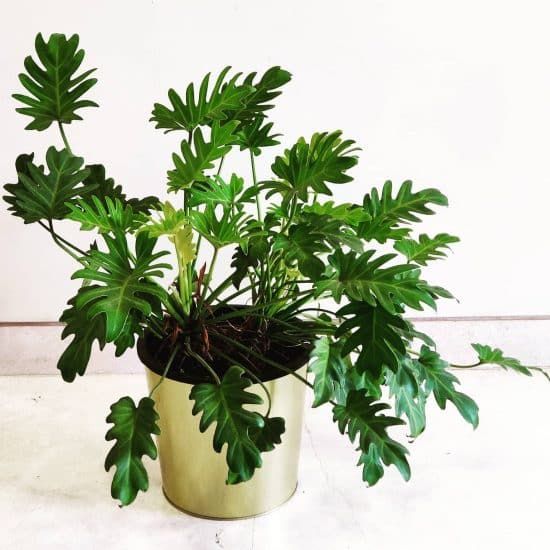 Philodendron Xanadu — Thaumatophyllum xanadu 3