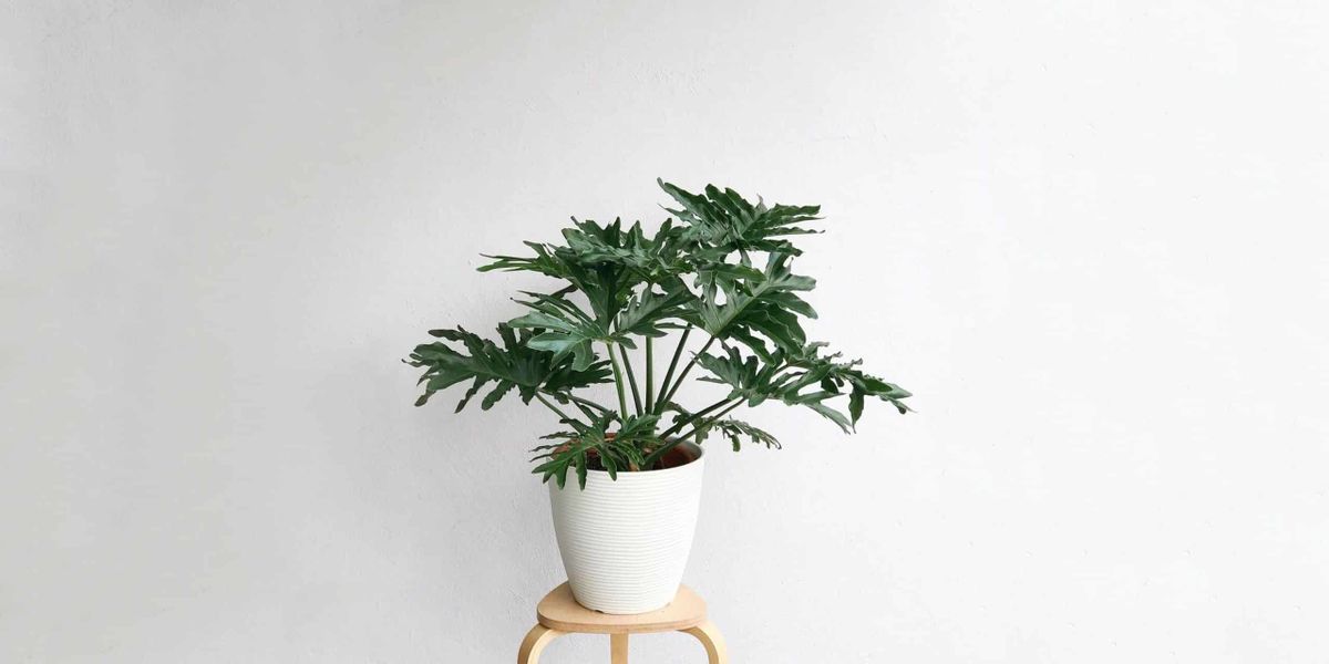 Philodendron Xanadu — Thaumatophyllum xanadu 4