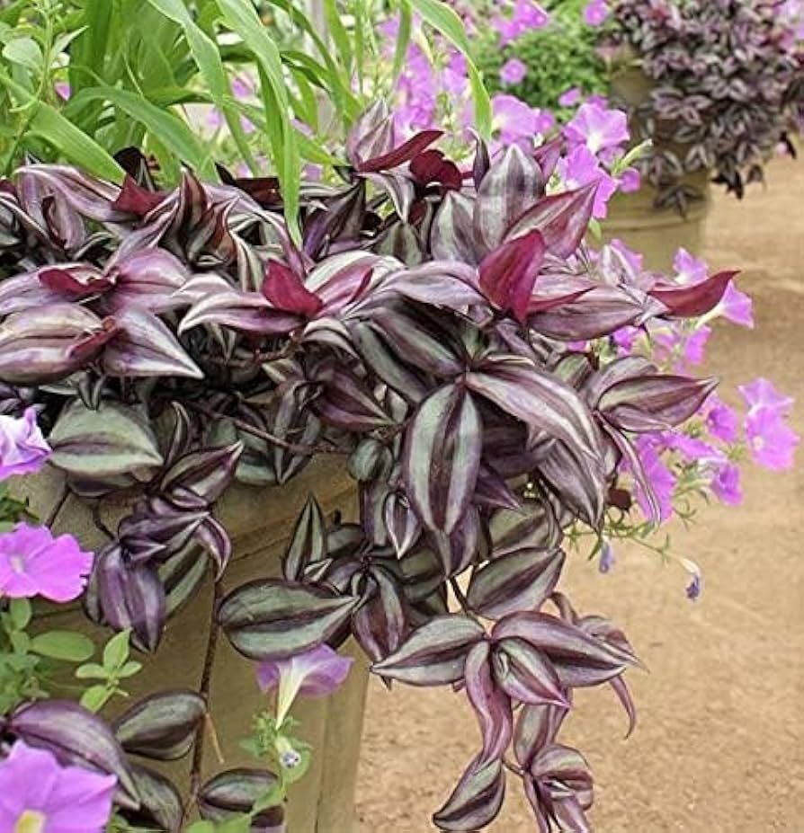 Tradescantia — Tradescantia zebrina