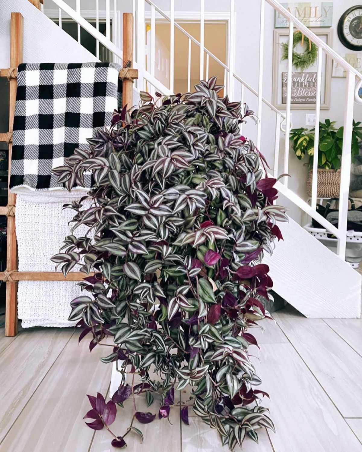 Tradescantia — Tradescantia zebrina 2