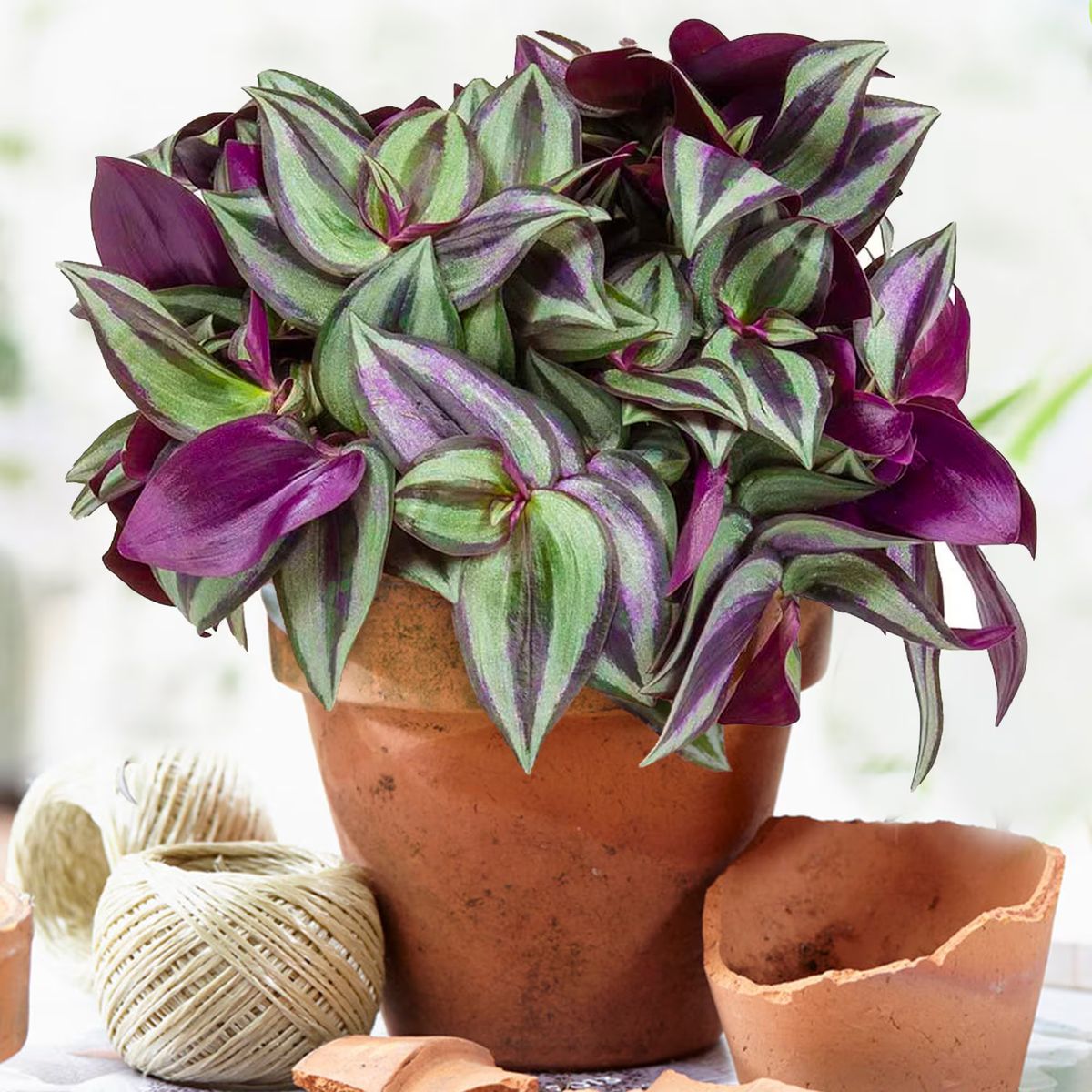 Tradescantia — Tradescantia zebrina 3