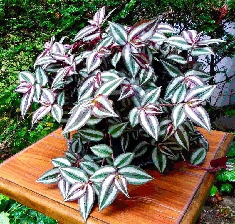 Tradescantia — Tradescantia zebrina 4