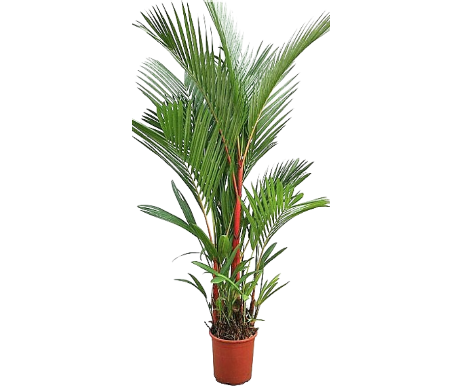 Palma Areca Roja — Cyrtostachys renda 2