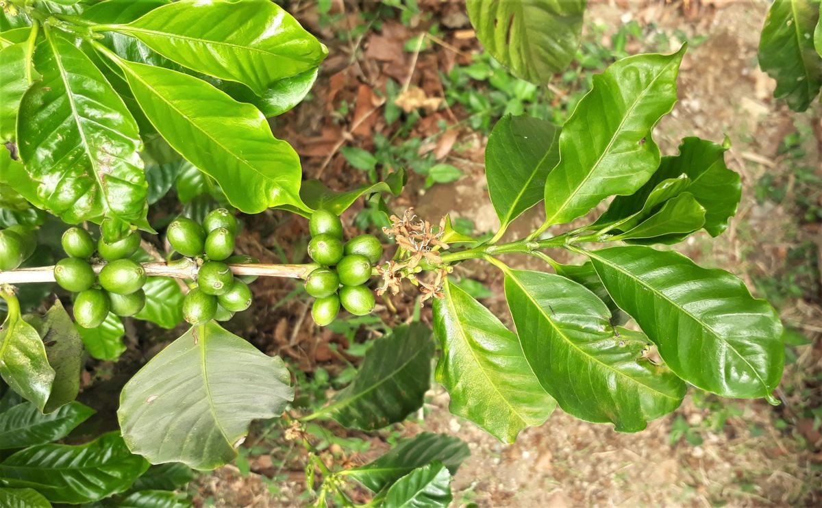 Café Geisha — Coffea arabica var. Geisha