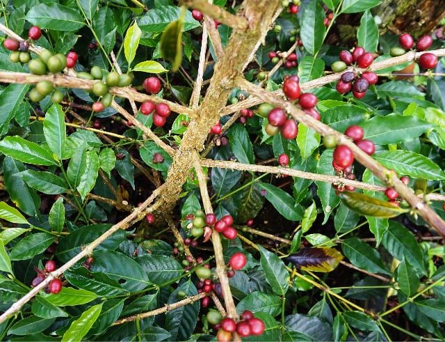 Café Geisha — Coffea arabica var. Geisha 2