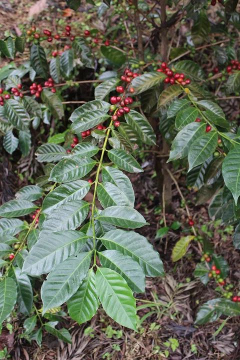 Café Geisha — Coffea arabica var. Geisha 3