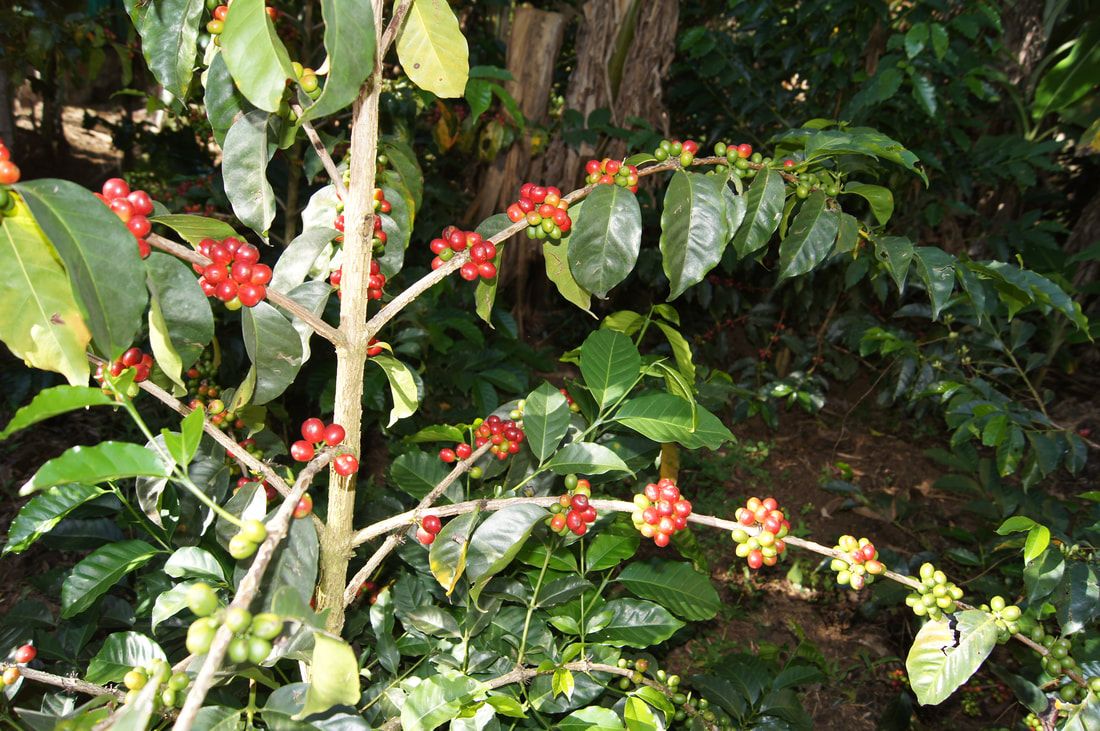 Café Geisha — Coffea arabica var. Geisha 4