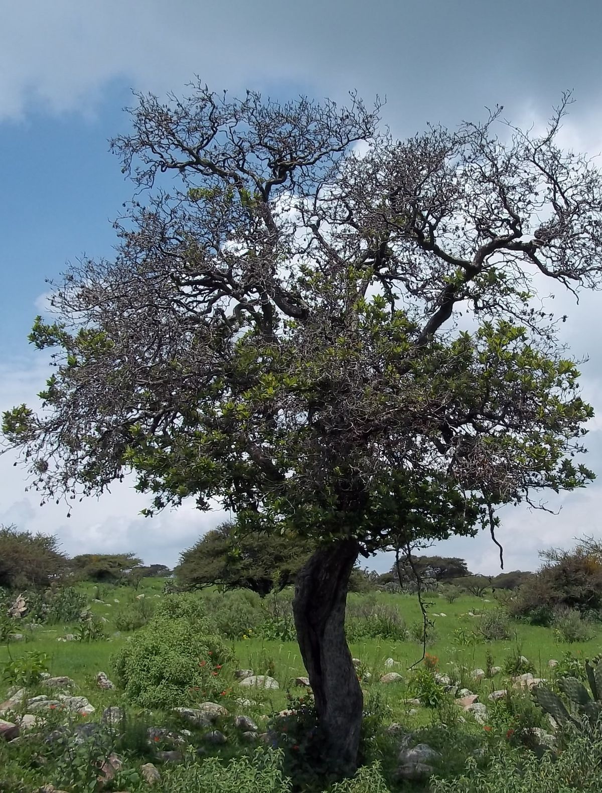 Tejocote — Crataegus mexicana 2
