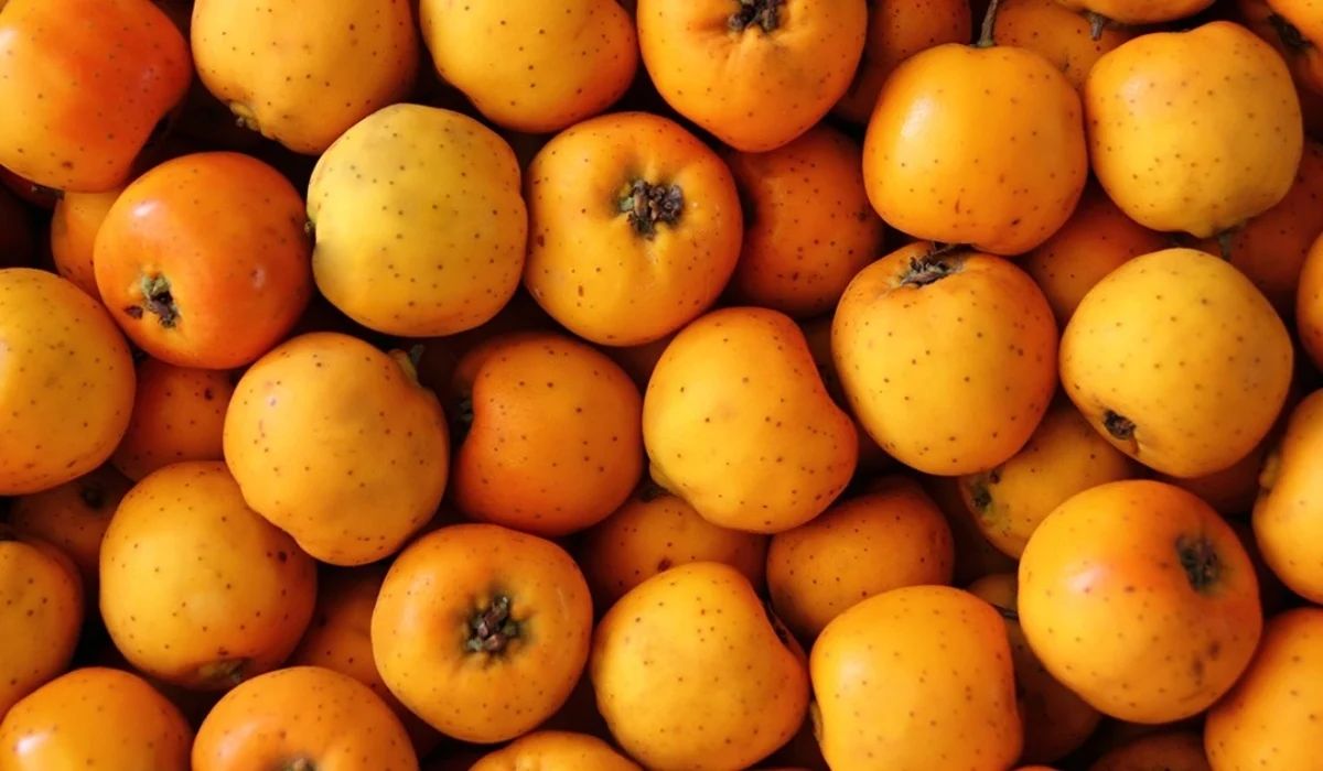 Tejocote — Crataegus mexicana 3
