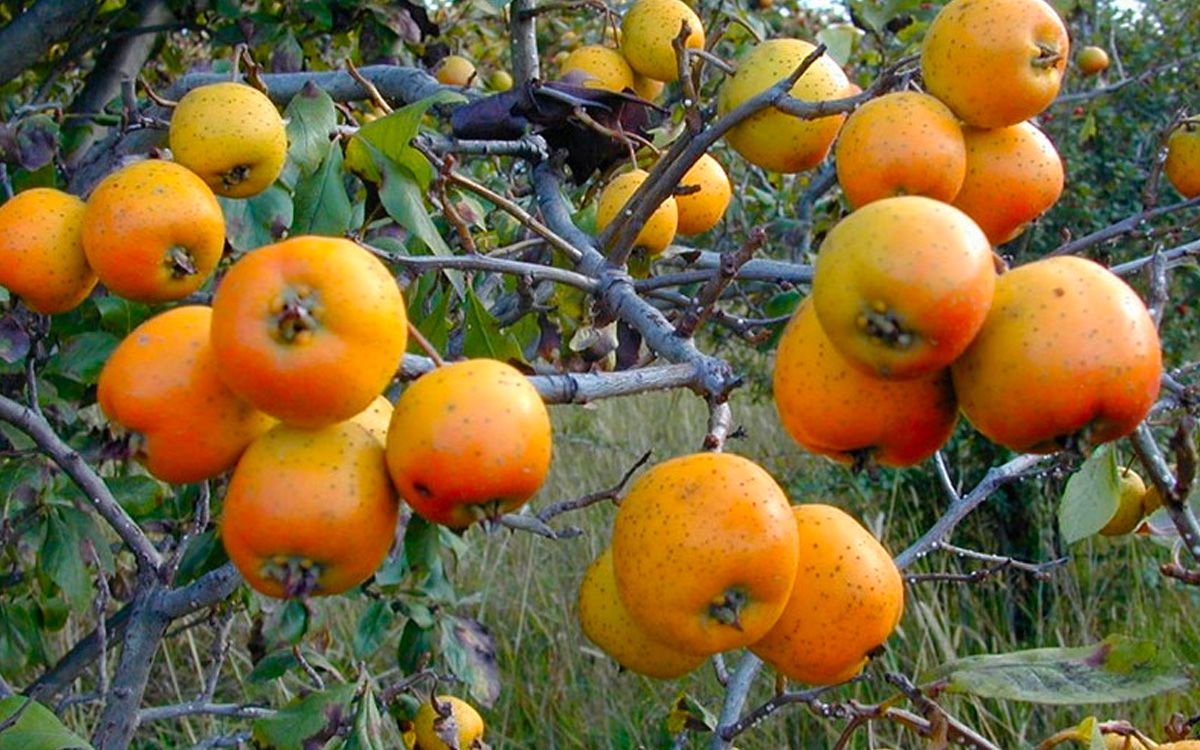Tejocote — Crataegus mexicana 4