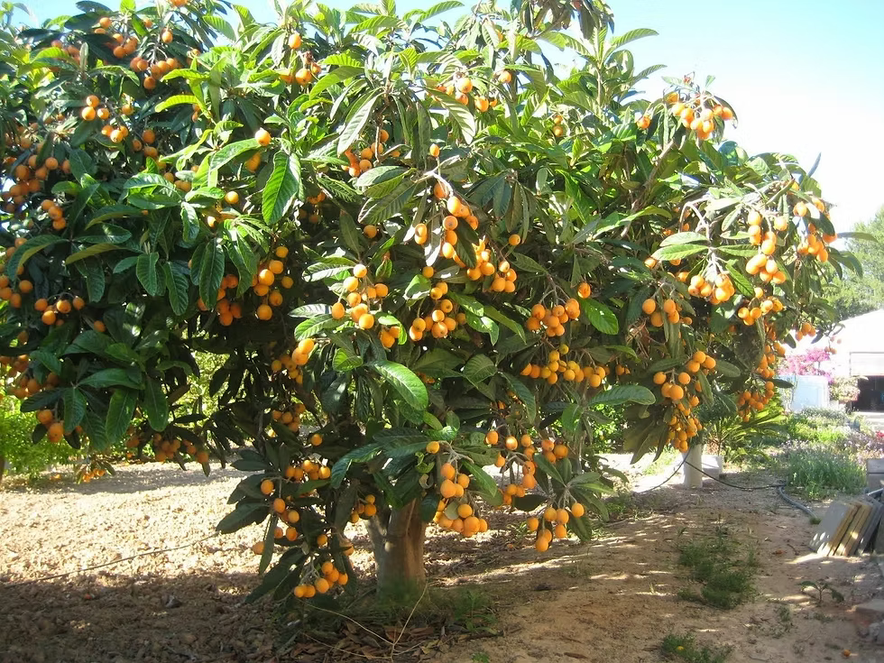 Níspero japonés — Eriobotrya japonica
