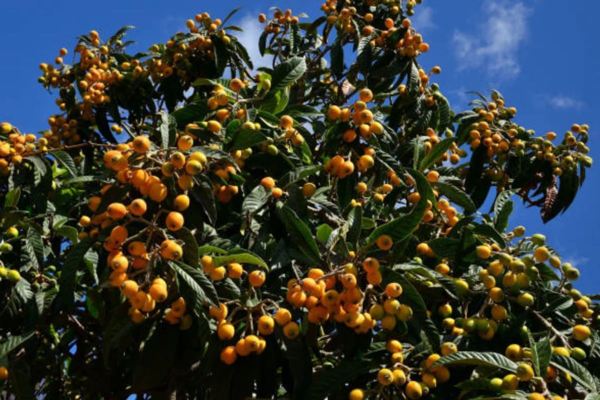 Níspero japonés — Eriobotrya japonica 2