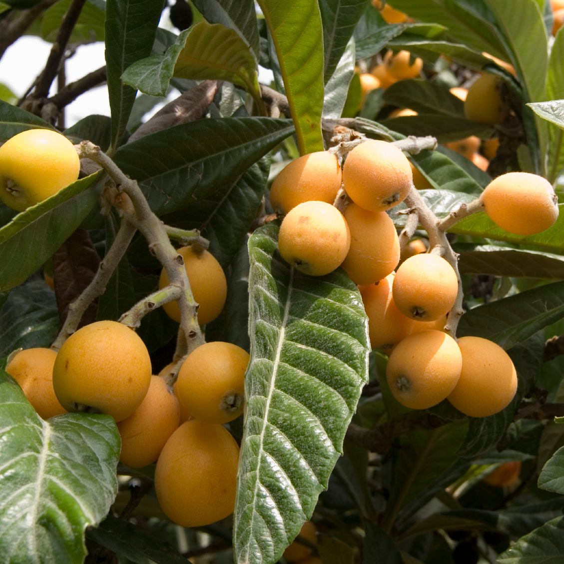 Níspero japonés — Eriobotrya japonica 3