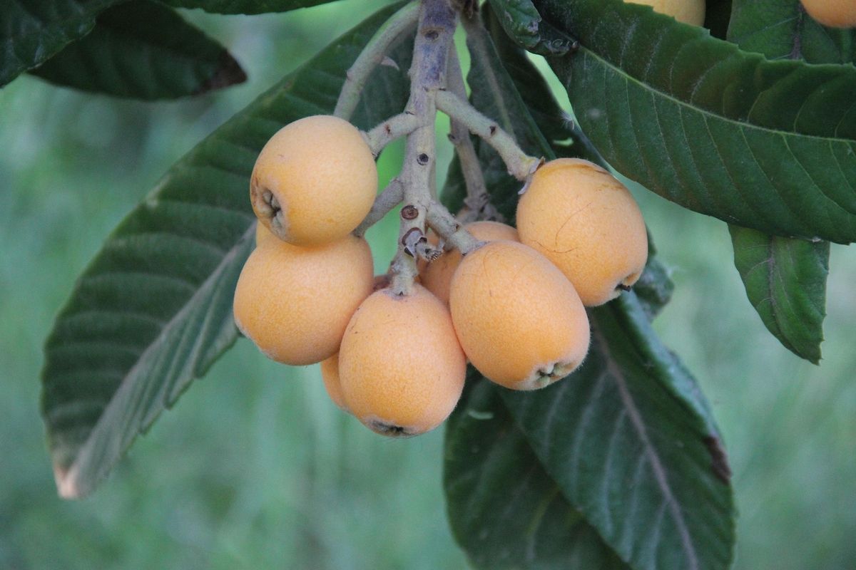 Níspero japonés — Eriobotrya japonica 4