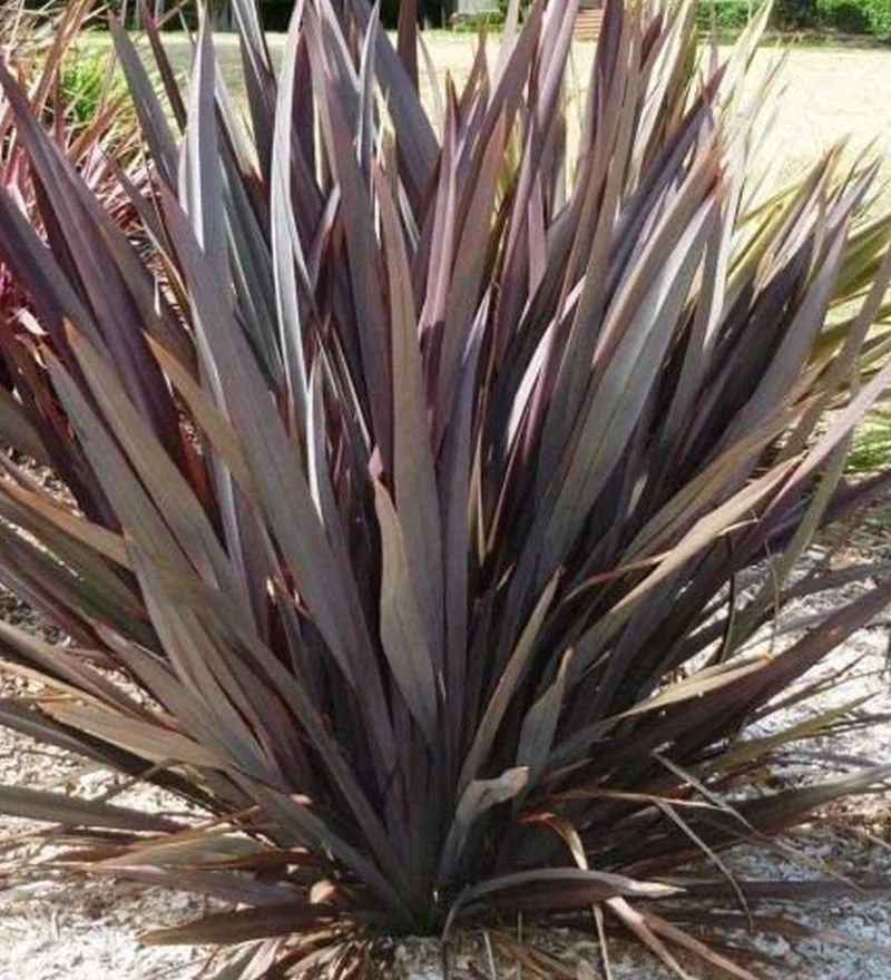 Fornio negro — Phormium tenax 'Atropurpurea'