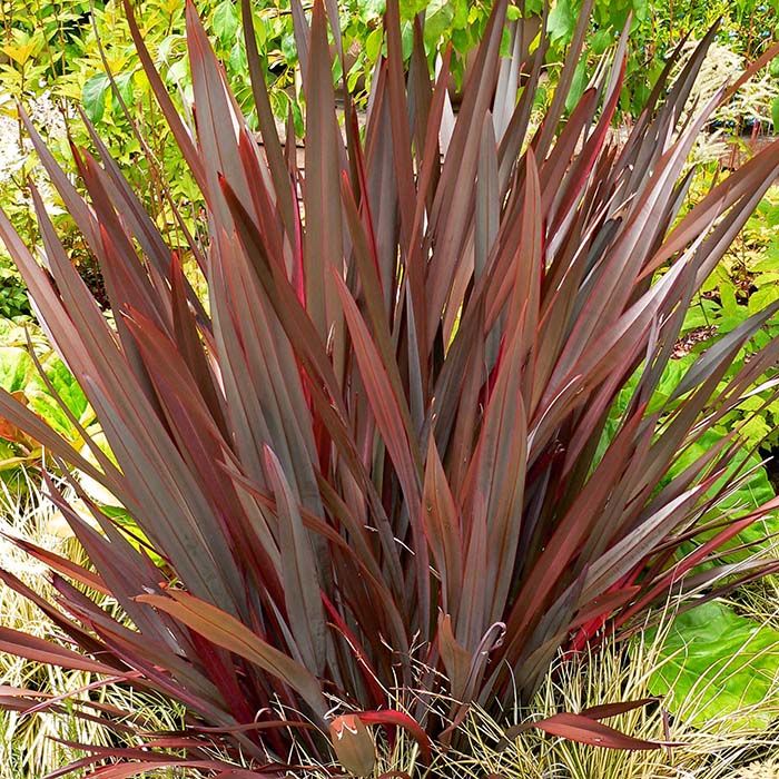 Fornio negro — Phormium tenax 'Atropurpurea' 2