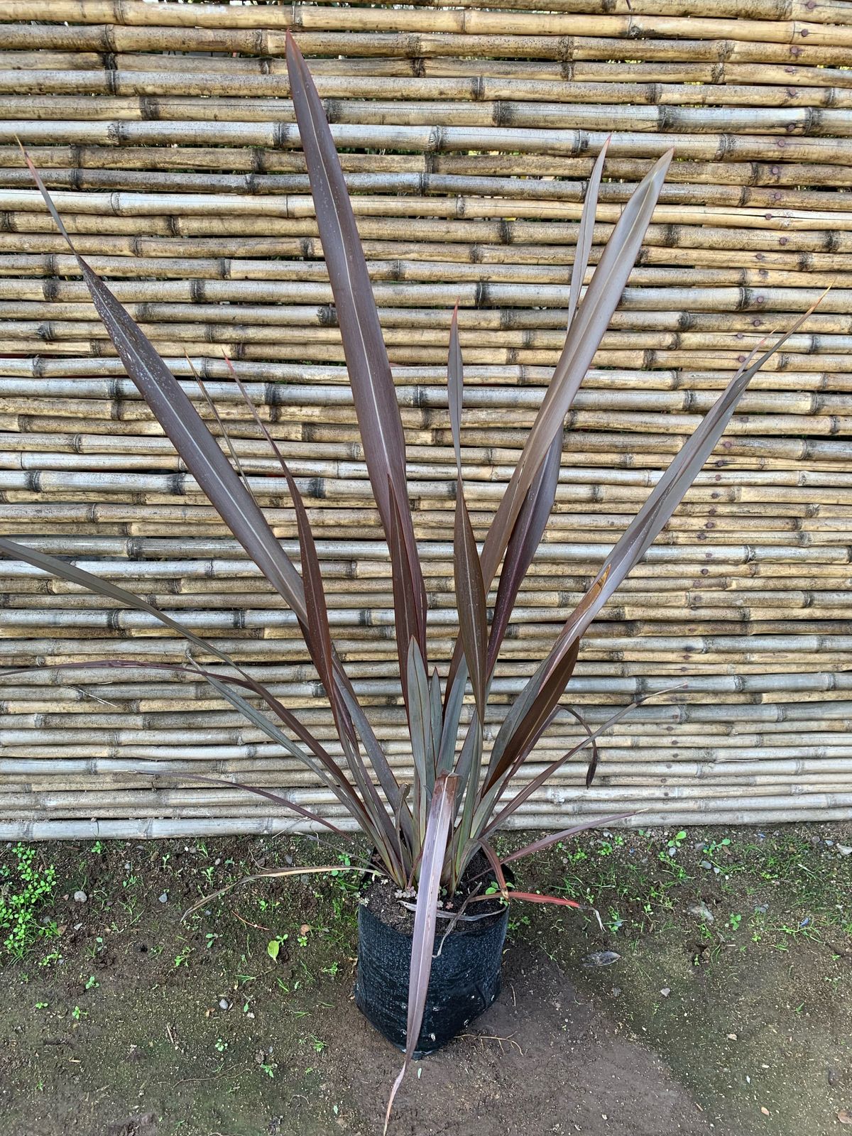 Fornio negro — Phormium tenax 'Atropurpurea' 3