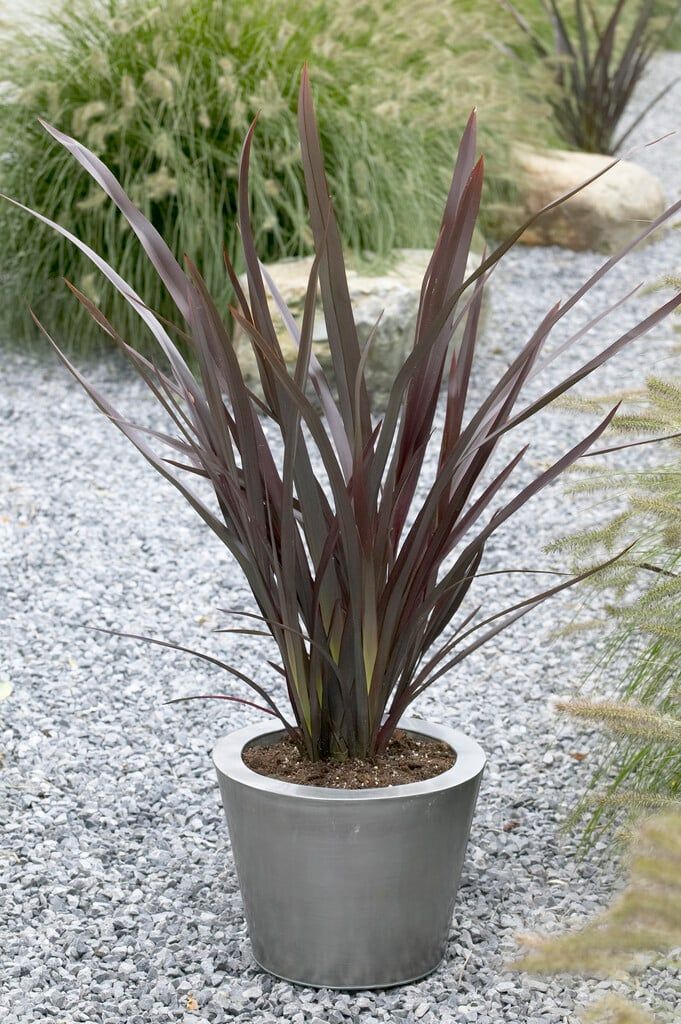 Fornio negro — Phormium tenax 'Atropurpurea' 4