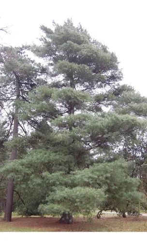 Pino Ayacahuite — Pinus ayacahuite